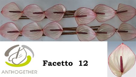 Anthurium Facetto