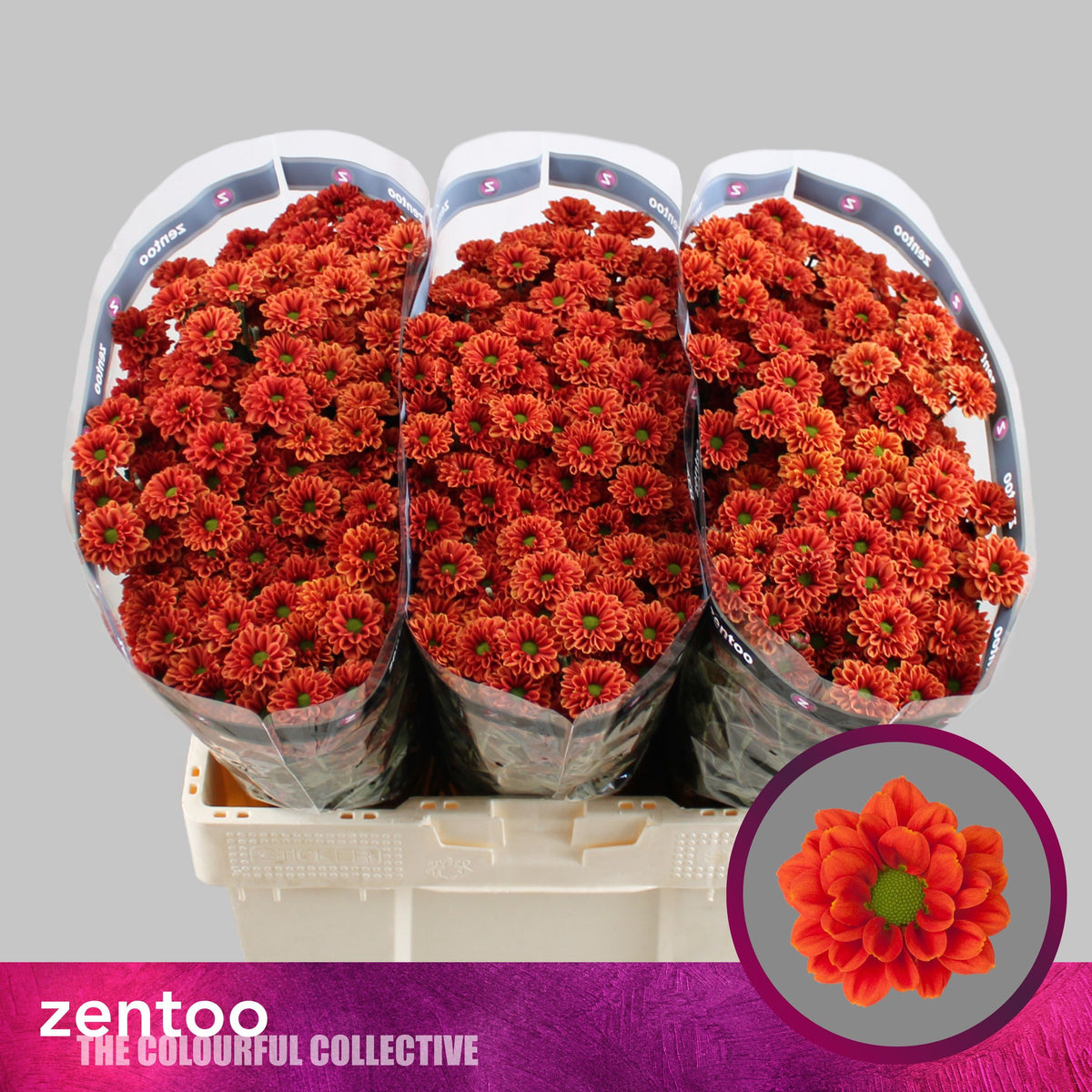 Spray Chrysanthemum - Chrysanthemum - Armosan