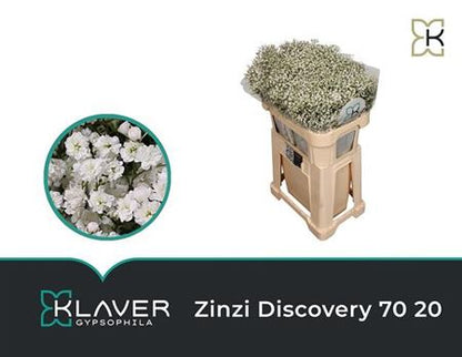 Gypsophila - Gypsophila paniculata - Discovery