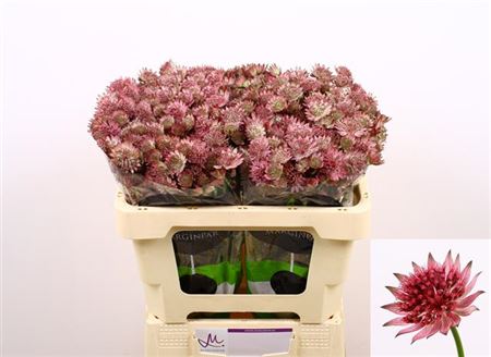 Astrantia Roma (50 Stems)