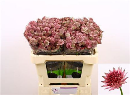 Astrantia Roma (50 Stems)