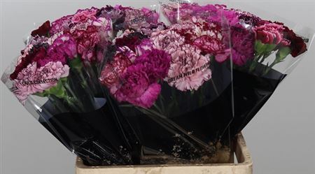 Standard Carnation - Dianthus - Overig