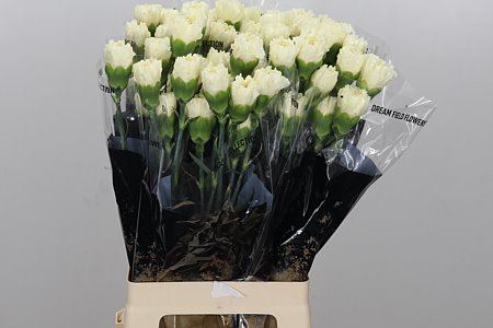 Standard Carnation - Dianthus - Diletta Crema