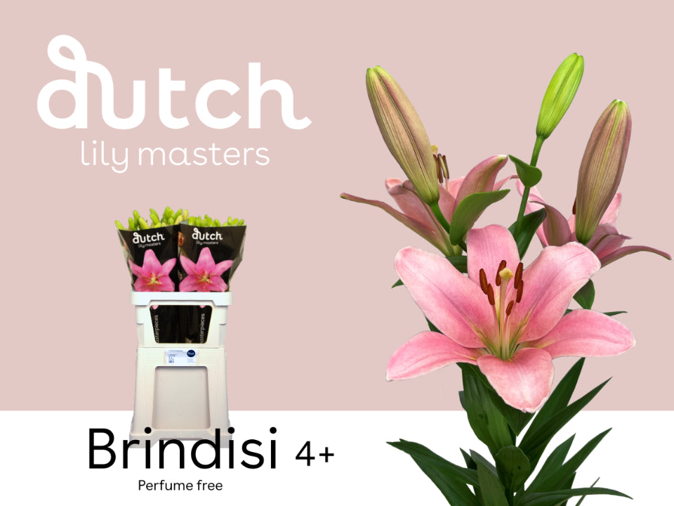 Lily Brindisi (LA) (10 Stems)