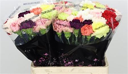 Carnation Standard Mix Standard