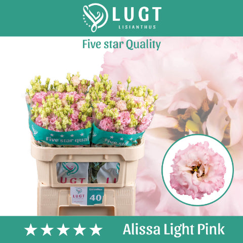Light Pink Lisianthus (Eustoma) – 70cm Stems