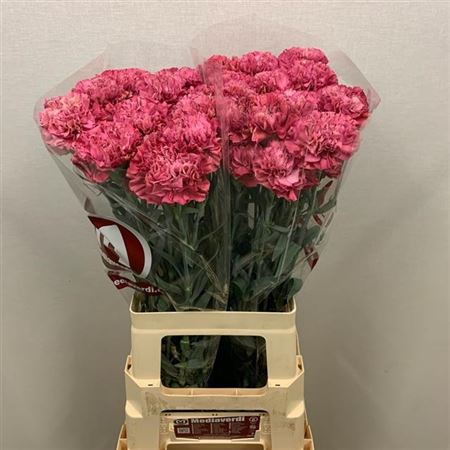 Carnation - Dianthus - Viper Wine