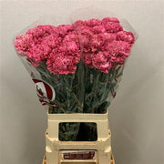 Carnation - Dianthus - Viper Wine