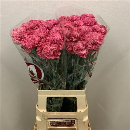 Carnation - Dianthus - Viper Wine