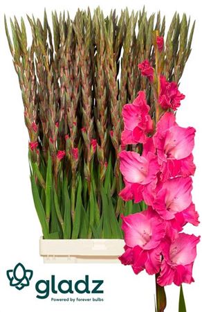 Gladiolus Cerise