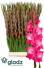Gladiolus Cerise