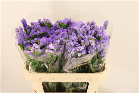 FeedSync:wholesale:4435513354bb1d20a17d5c605b519f6b159c75fa