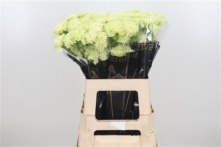 FeedSync:wholesale:65ac6d91798e1525a5c918174f65285d23e0eefe