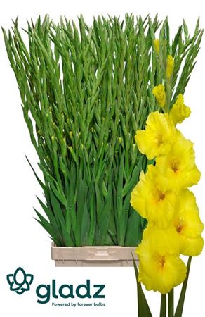 Yellow Gladioli ‘Bananarama’ – 10 Stems
