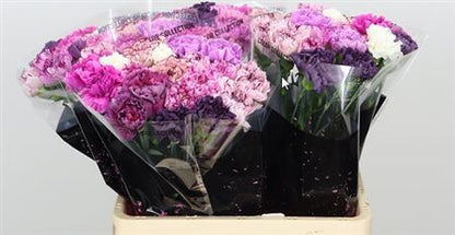 Carnation - Dianthus - Overig