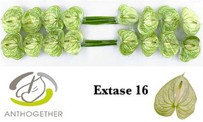 FeedSync:wholesale:c8402ccb4b3583ab3fb4396ac1c92d0c96dee53b