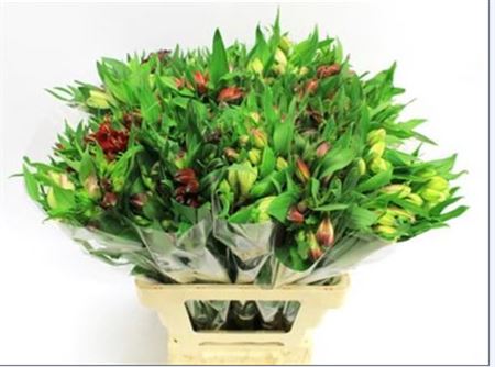 FeedSync:wholesale:a272a66125e4d26a769214ab53d486157c274ace