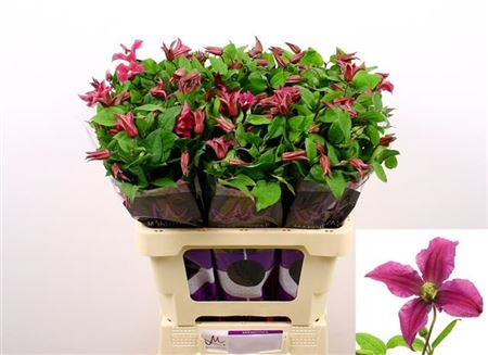 Clematis Amazing Kyiv (10 Stems)