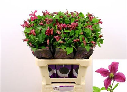 Clematis Amazing Kyiv (10 Stems)