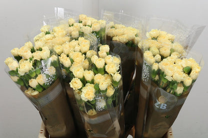 Carnation Spray Creme Intermezo