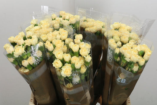 Carnation Spray Creme Intermezo