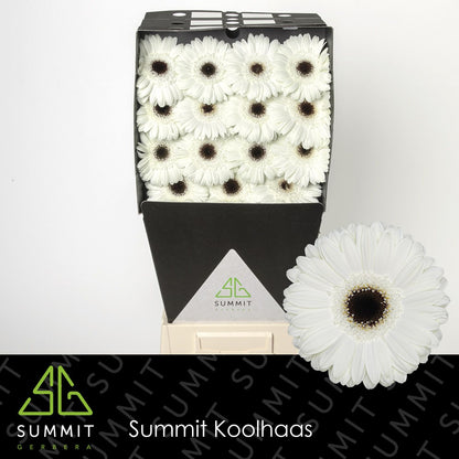 Gerbera White House (15 Stems)