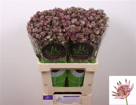 Astrantia - Astrantia major - Star of Africa