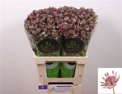 Astrantia - Astrantia major - Star of Africa