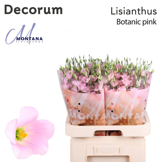 Pink Lisianthus ‘Cecil Pink’ – 70cm Stems