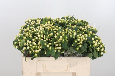 Hypericum - Hypericum inodorum - Kolmsnop