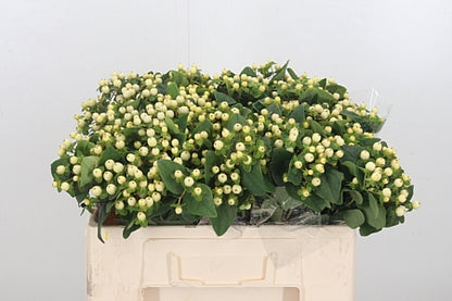 Hypericum - Hypericum inodorum - Kolmsnop