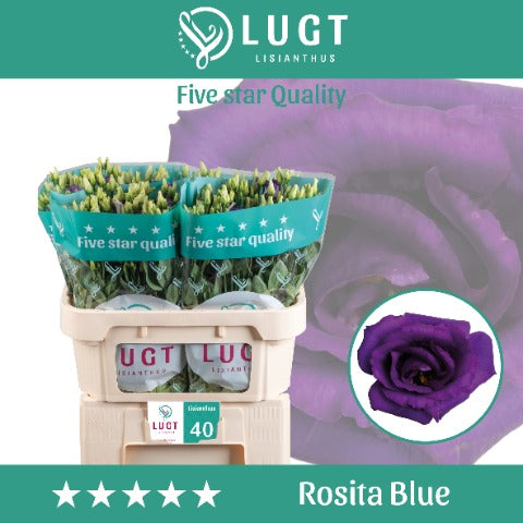 Eustoma Rosita Blue (10 Stems)