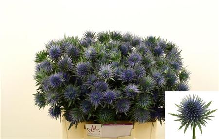 FeedSync:wholesale:7c75be0c2dd94aa57cb1adcccf296e5cac85e9a9