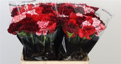 Standard Carnation - Dianthus - Overig