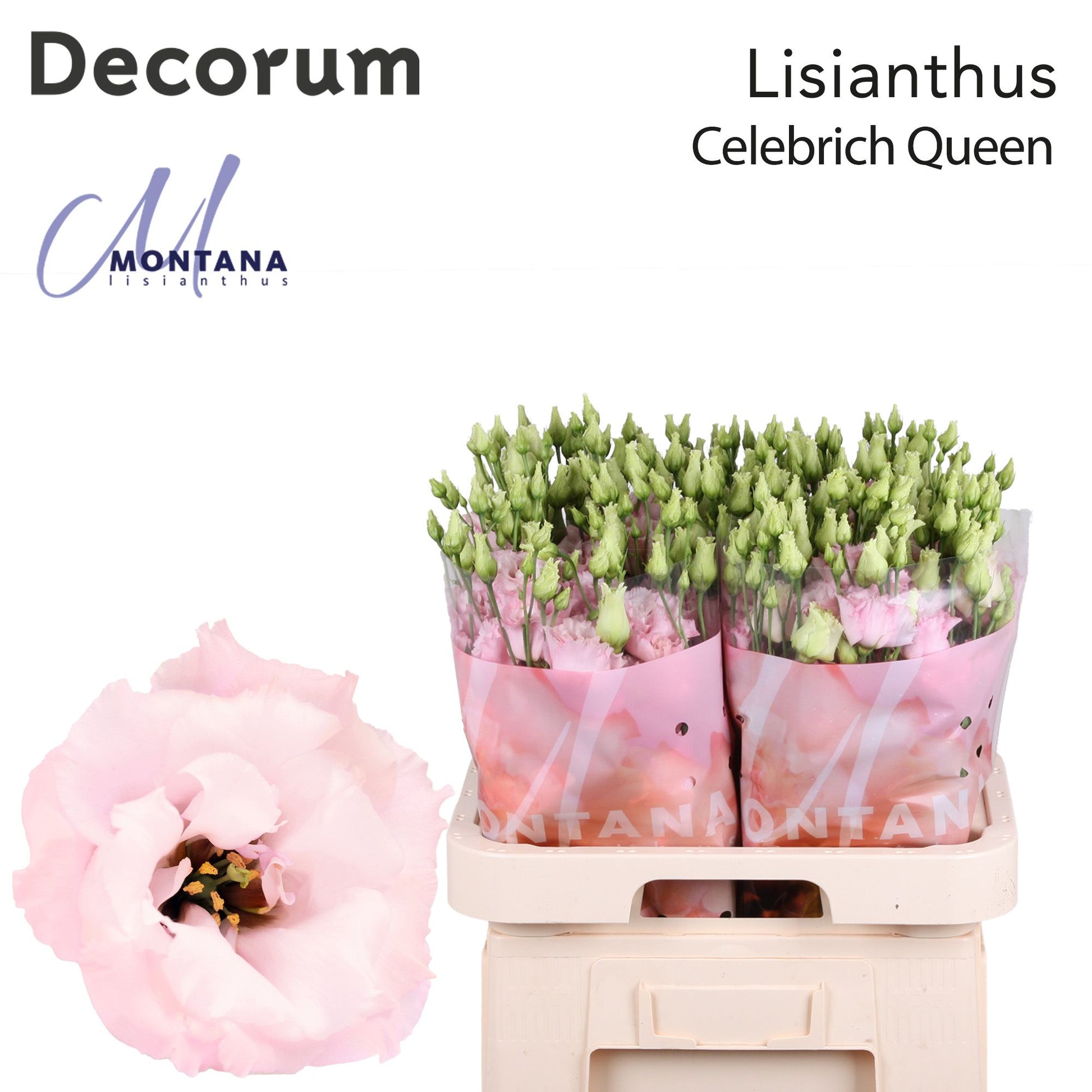 Lisianthus - Eustoma russellianum - Celebrich Queen