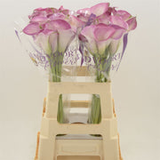 Calla Denver