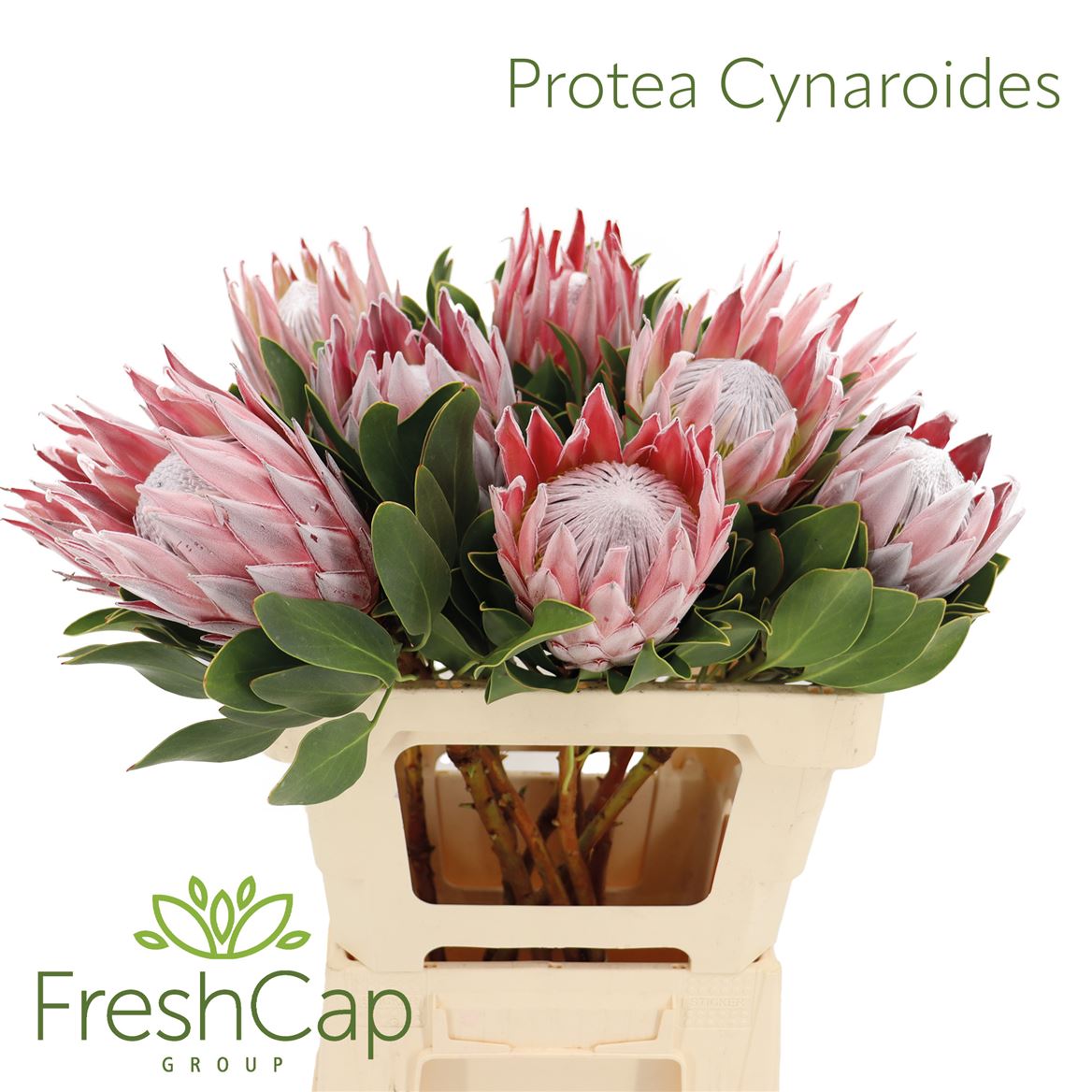 Protea - Protea cynaroides - Overig
