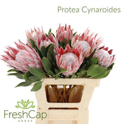 Protea - Protea cynaroides - Overig