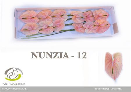 Anthurium Nunzia