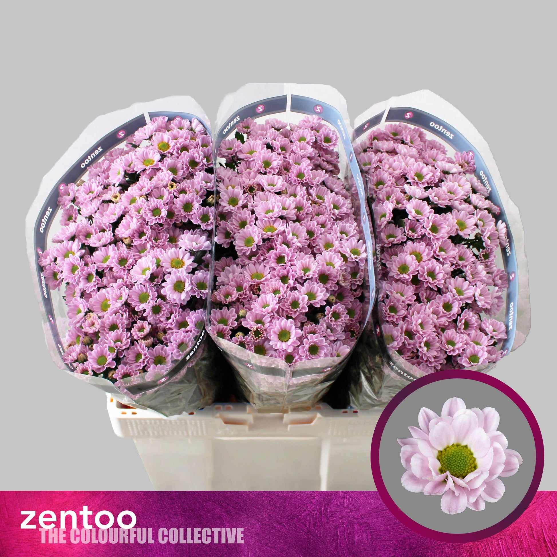 Santini Chrysanthemum - Chrysanthemum - Rossi Pink
