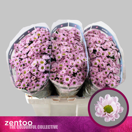 Santini Chrysanthemum - Chrysanthemum - Rossi Pink
