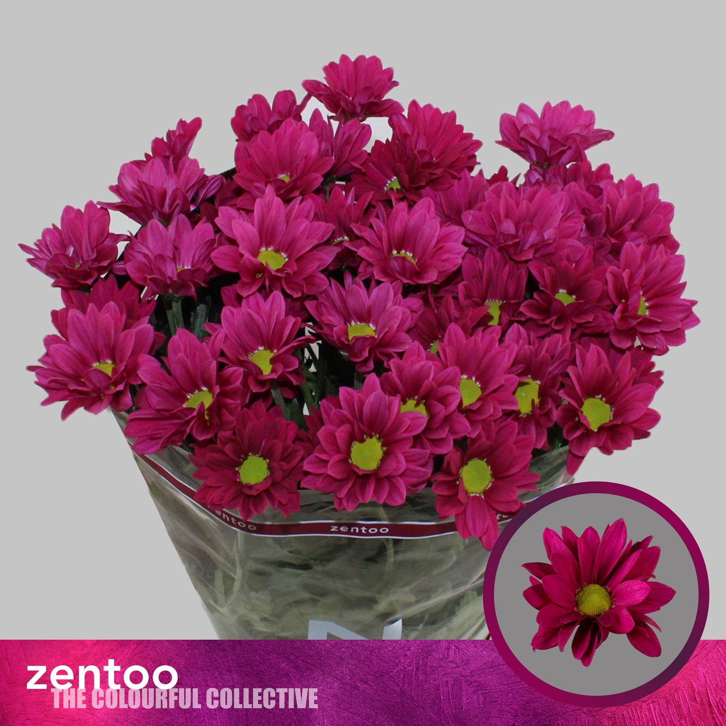 Chrysanthemum Spray Purple Star