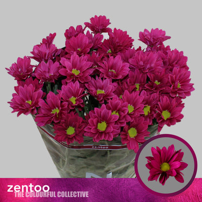 Chrysanthemum Spray Purple Star