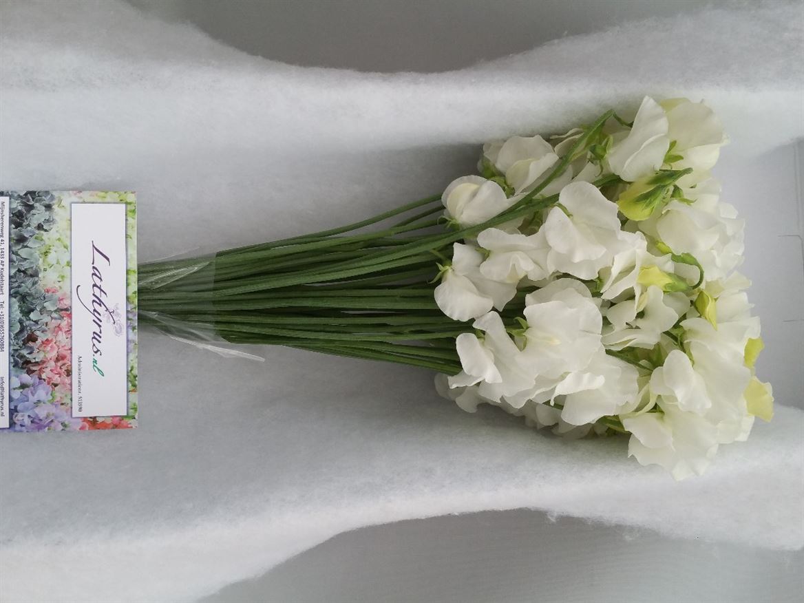 Sweet Pea - Lathyrus - Winter Sunshine White