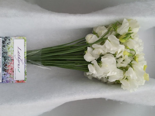 Sweet Pea - Lathyrus - Winter Sunshine White