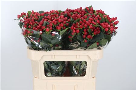 FeedSync:wholesale:aed21e9ae9381899946815f81cd60e45751fba78