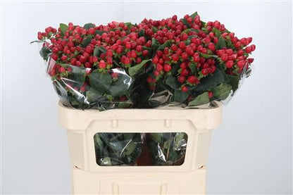 FeedSync:wholesale:aed21e9ae9381899946815f81cd60e45751fba78