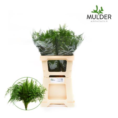 FeedSync:wholesale:4f1c42470b02bf639f70242ce801d3aa62a9505b