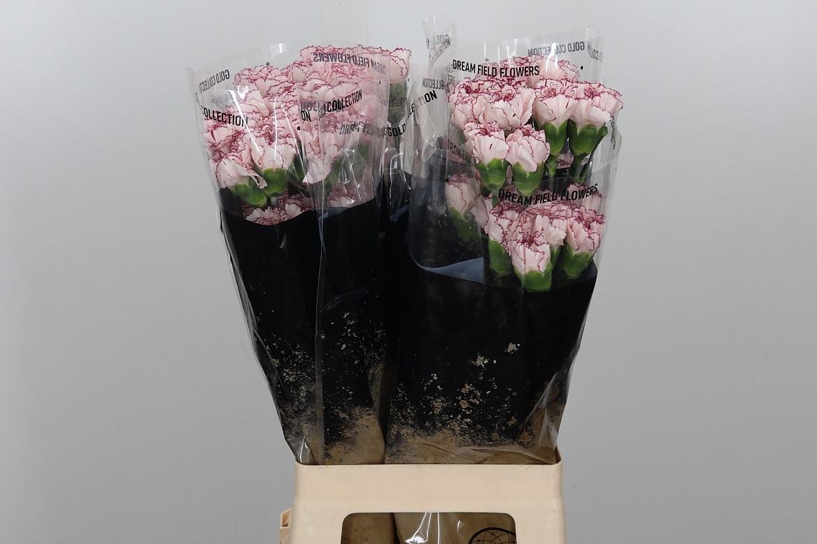 Carnation - Dianthus - Mariposa