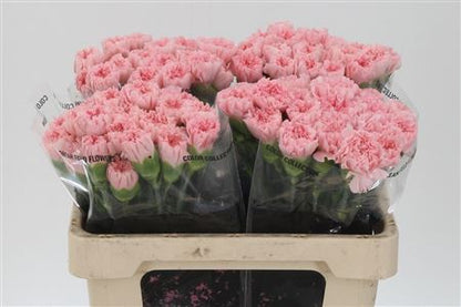 FeedSync:wholesale:ef3da75924f558aedc6793dd49647a83e15b3003